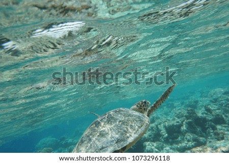 Hawcksbill sea turtle (Eretmochelys imbricata)