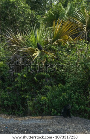 little black monkey on gravel way , tropical green and dense rainforest background