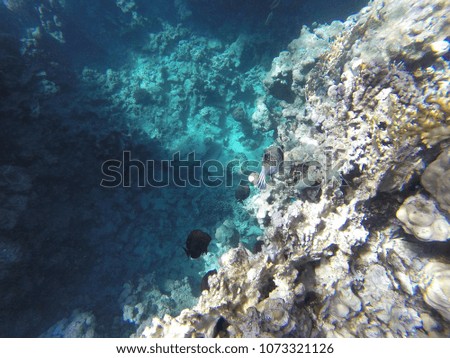 red sea coral reef fish blue water