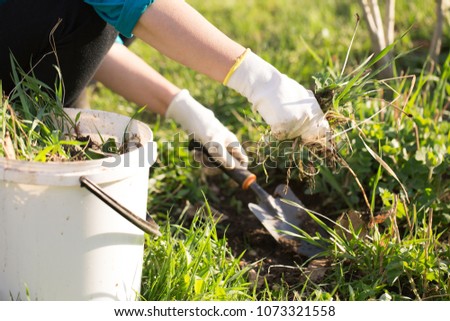 Woman hand clearing, pulling out some weed form her garden, using garden equipment