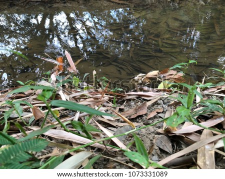 Water surface  with tree leaf in the river of forest in rural area 