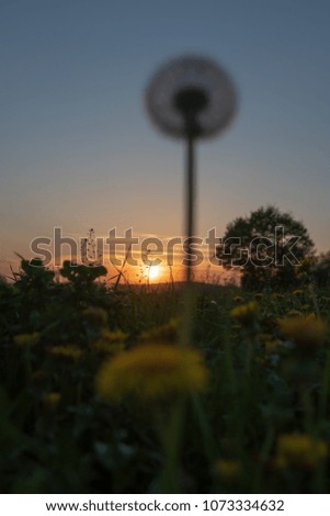 Spring flower field with beautiful sunset