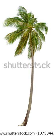 Coconut palm tree isolated on white background.  XXL size.