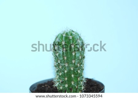 Photo of a cactus on a neutral background. Houseplants.