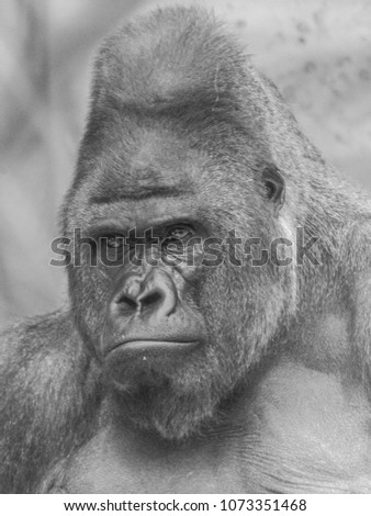 Black and white picture of an adult male of Western Lowland Gorilla, (gorilla gorilla gorilla) face portrait
