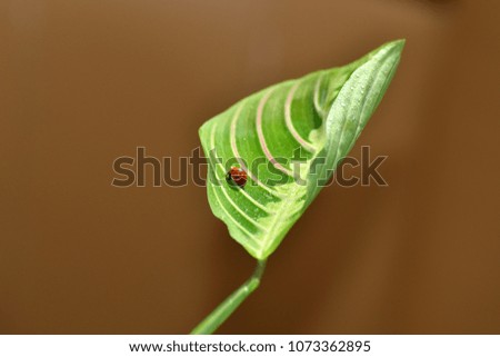 Ladybird red on green leaf macro creeping