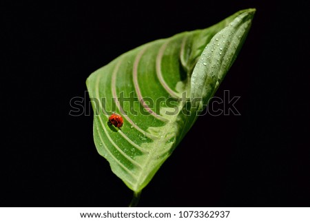 Ladybird red on green leaf macro creeping