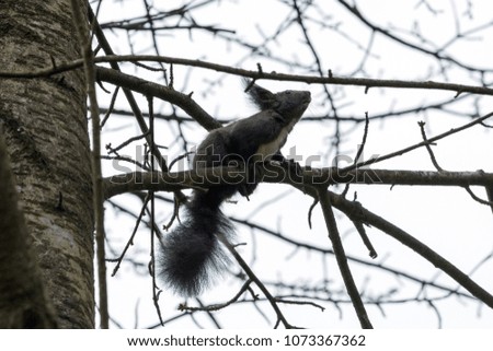 gray squirrel sitting on a tree
