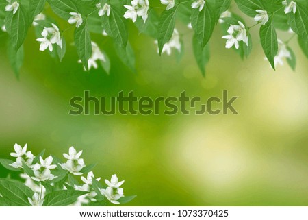 White jasmine. The branch delicate spring flowers