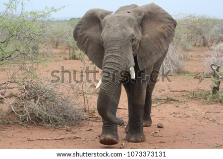 Elephant in the Kruger National Park 