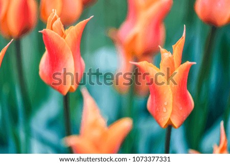 Orange tulips flowers with beautiful bokeh. Selective focus. Colorful tulip background.