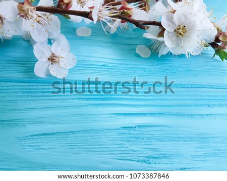 branch of blossoming cherry, on a blue wooden background, spring

