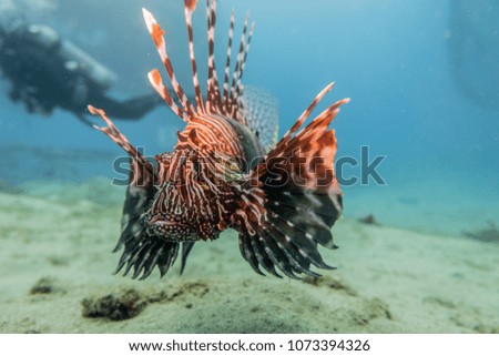 Lion fish in the Red Sea , Eilat Israel a.e
