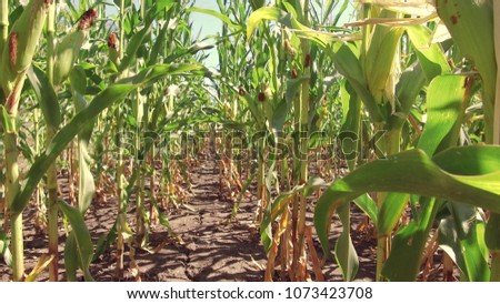 Corn field corn farm steadicam. green grass agriculture united states the nature video usa motion corn farming farm