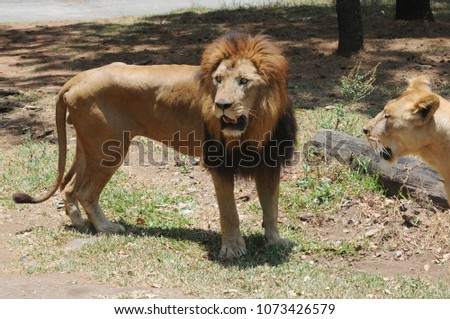 Lion at conservation center in indonesia