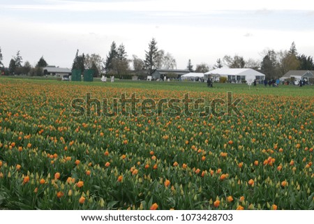 Tulip farm in Washington state open to the public every year around April.The flowers are usually large, showy, and brightly colored - generally red, yellow, orange, or white.