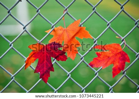 Happy Canada Day, red maple leaves in shape of Canadian Flag on the wire fence background. Beautiful maple leaves on natural green background. Best picture of Canadian maple leaf for design projects.