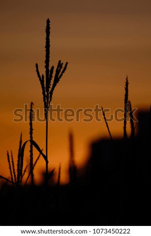 Corn farm against sunset, evening light, silhouette of crop