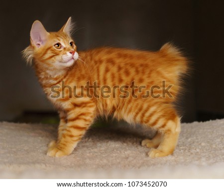 Lovely red thoroughbred kitten. Breed Kurilian Bobtail. Hypoallergenic breed of cats