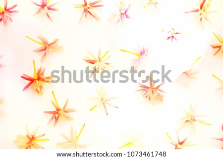 Pattern of flowers blurred background