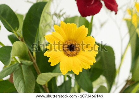 Bright yellow blooming sunflower with green leaves on a white studio background