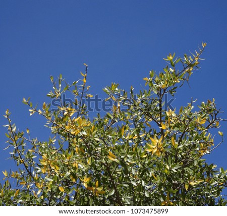 Abstract photo of yellow and green tree-top foliage against a deep blue sky; Tonto National Forest in Arizona