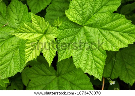 The leaves of a Thimble berry bush, (Rubus parviflorus) a relative of the blackberry and the raspberry.  These leaves are 5 lobed, deeply veined, and have a serrated edge.
