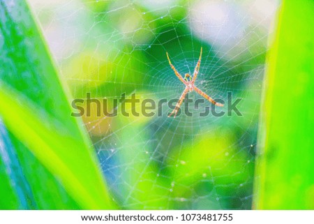 Abstract vintage picture style of spider and web in sunset time background, selected focus.