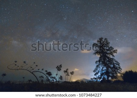Milky way rise over a tree at Mersing, Johor, Malaysia