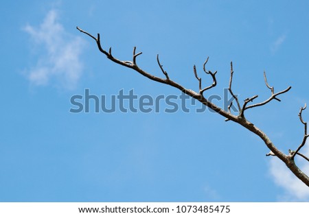 In the blue sky there is a white cloud. And the branches are brown.