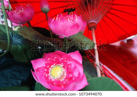 Pink lotus blooms under a red umbrella. Selective focus on the front lotus.