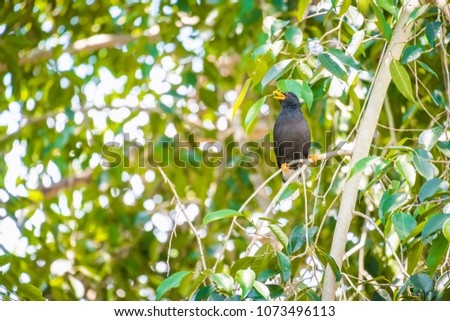 Bird perched on branches , Acridotheres  on a tree , White-vented Myna