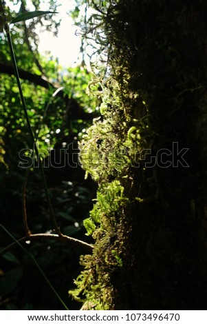 Mosses, non-vascular and flowerless plants typically grow in dense green clumps or mats, often in damp or shady locations