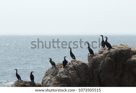 Bering cormorants on the beach rock on sea and sky background