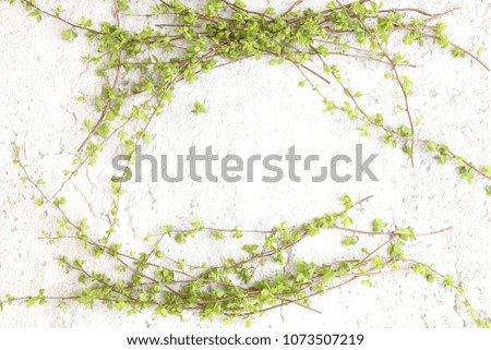 Green tree branches on white stone background. Spring branches with young leaves on concrete floor.