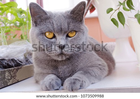British cat on white table among flowers