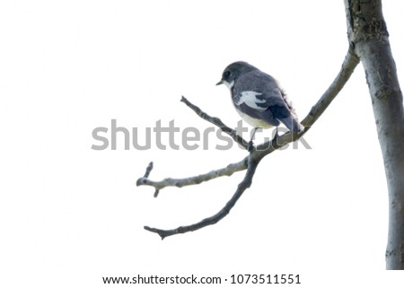 black nurse bird or ficedula hypoleuca on tree
