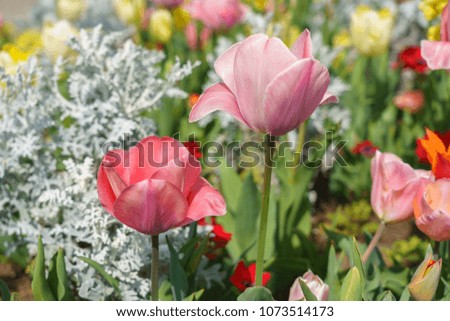 Close up image of fresh tulips