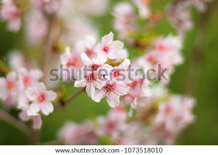 Blossoming apricot tree in the garden, blurred backdrop. Apricot blossoms on branchlet in orchard, unfocused bg. Abloom apricot spray in the spring, blurry background. Pink apricot flowers in spring