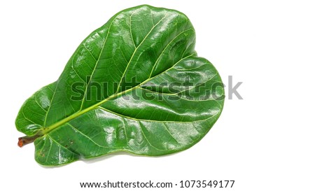 A leaf from fiddle-leaf fig tree (Ficus lyrata). Large, heavily veined and violin-shaped.  Royalty-Free Stock Photo #1073549177