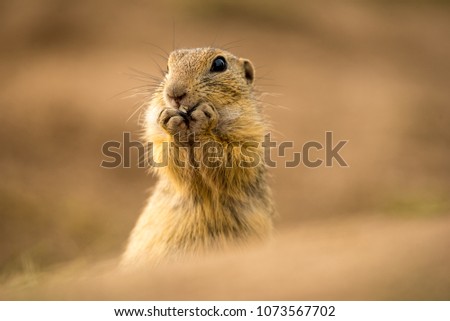 Portrait of cute wild gopher eating grain in the field. Wildlife photo of european ground squirrel (Spermophilus citellus) posing to photographer with food. Rodent in wild nature looking into camera.