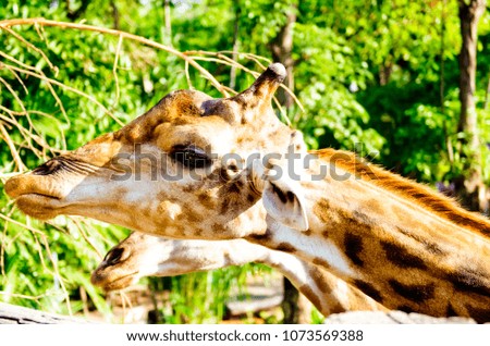 The giraffe's chief distinguishing characteristics are its extremely long neck and legs