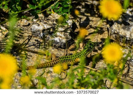 wild lizard reptile