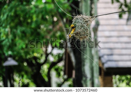 Yellow Bird (Weaver bird) on branch in nature, burred background