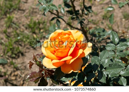    Single Bright Orange colored Rose with green leaves from the bush in the background                           