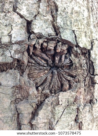 Just bark on a tree. Beautiful structural surface of the bark on different trees. 