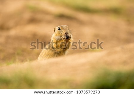 European Ground Squirrel eating grain in the wild nature. Portrait photo of eating gopher (Spermophilus citellus) on the field. Cute wild suslik standing and looking into the camera.