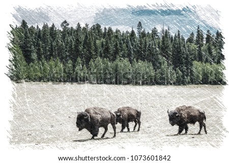 sketch effect picture of A herd of American Bison graze in a meadow near the North Rim of Grand Canyon National Park, Arizona, USA.