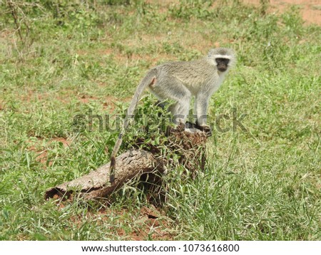 Monkey standing on a dead tree trunk.