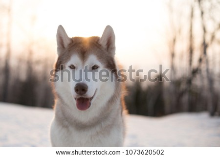 Close-up portrait of free and beautiful dog breed siberian Husky sitting on the snow in winter forest at golden sunset. Image of gorgeous beige and white Husky topdog looks like a wolf